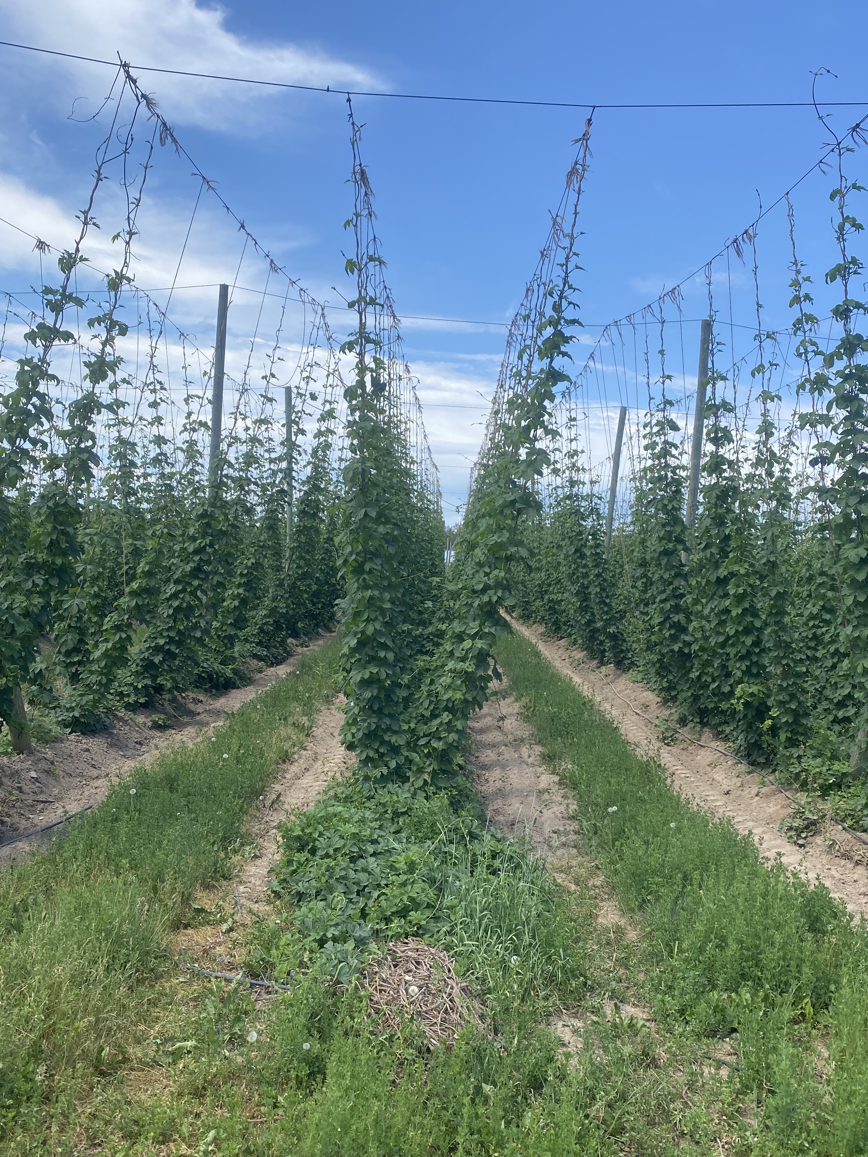 Hops growing close to top of wire.